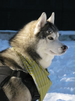 husky.jpg