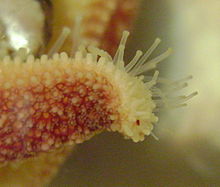 220px-Détail_bras_d'étoile_de_mer.jpg