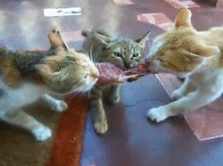 1363868846_fungif_37.gif