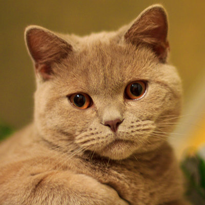 cezar3.jpg