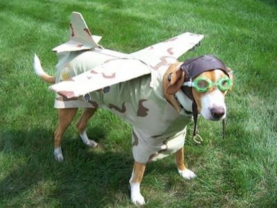 funny-animals-13.jpg